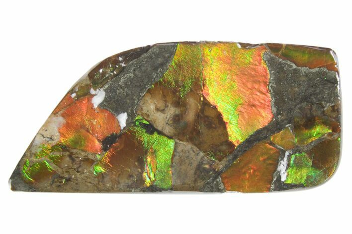 Iridescent Ammolite (Fossil Ammonite Shell) - Alberta #357490